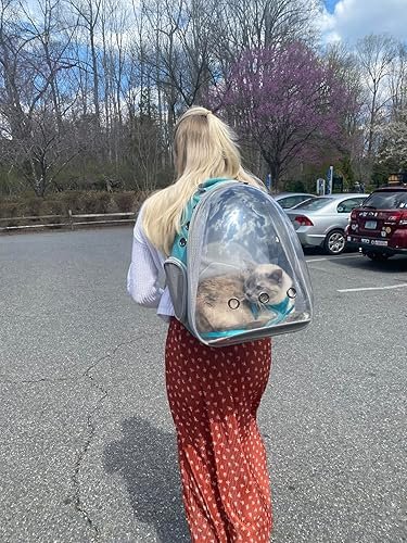 Cat enjoying the bubble window backpack on an outdoor adventure