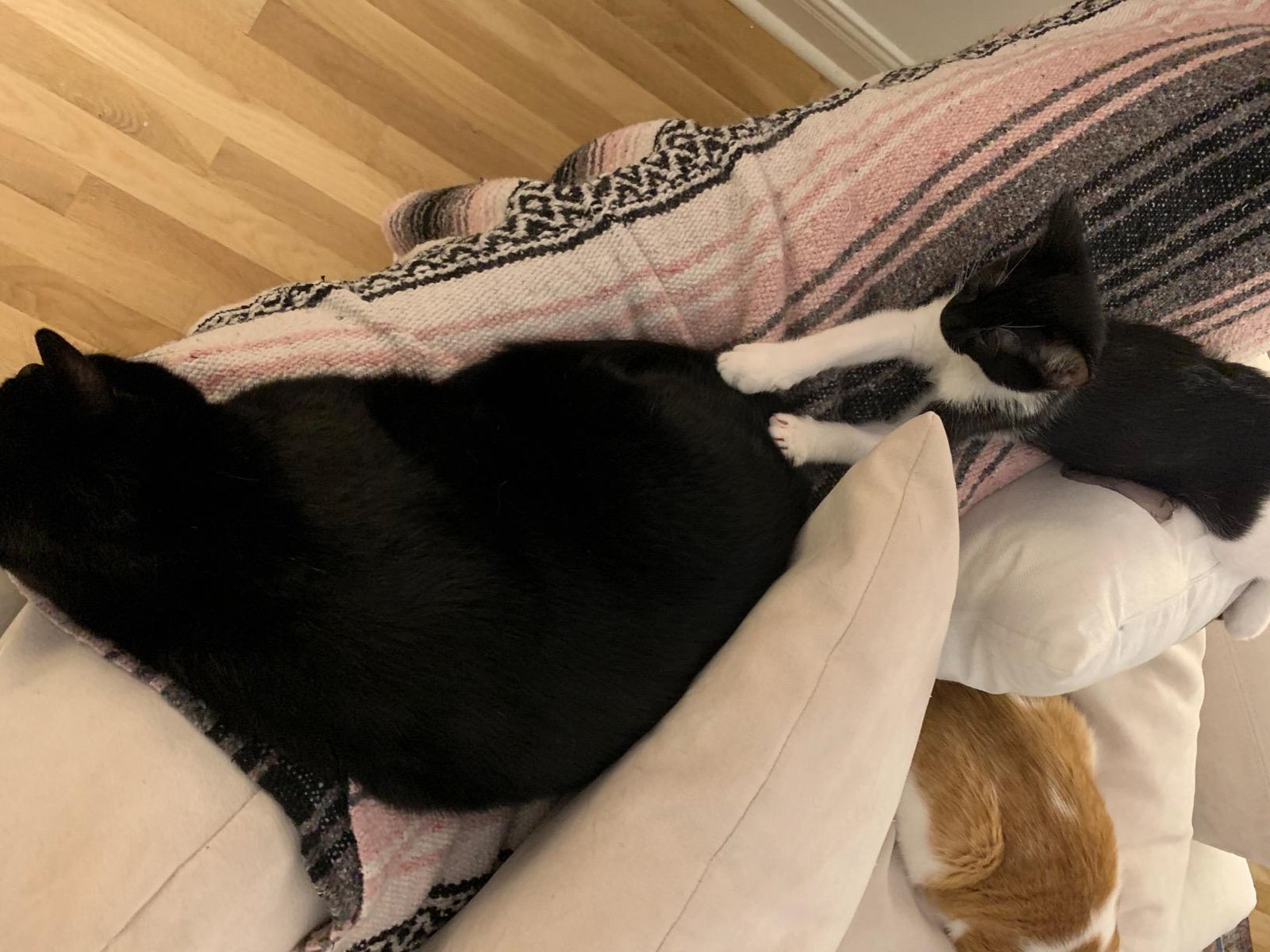 Cat relaxing at home with Comfort Zone calming diffuser plugged in