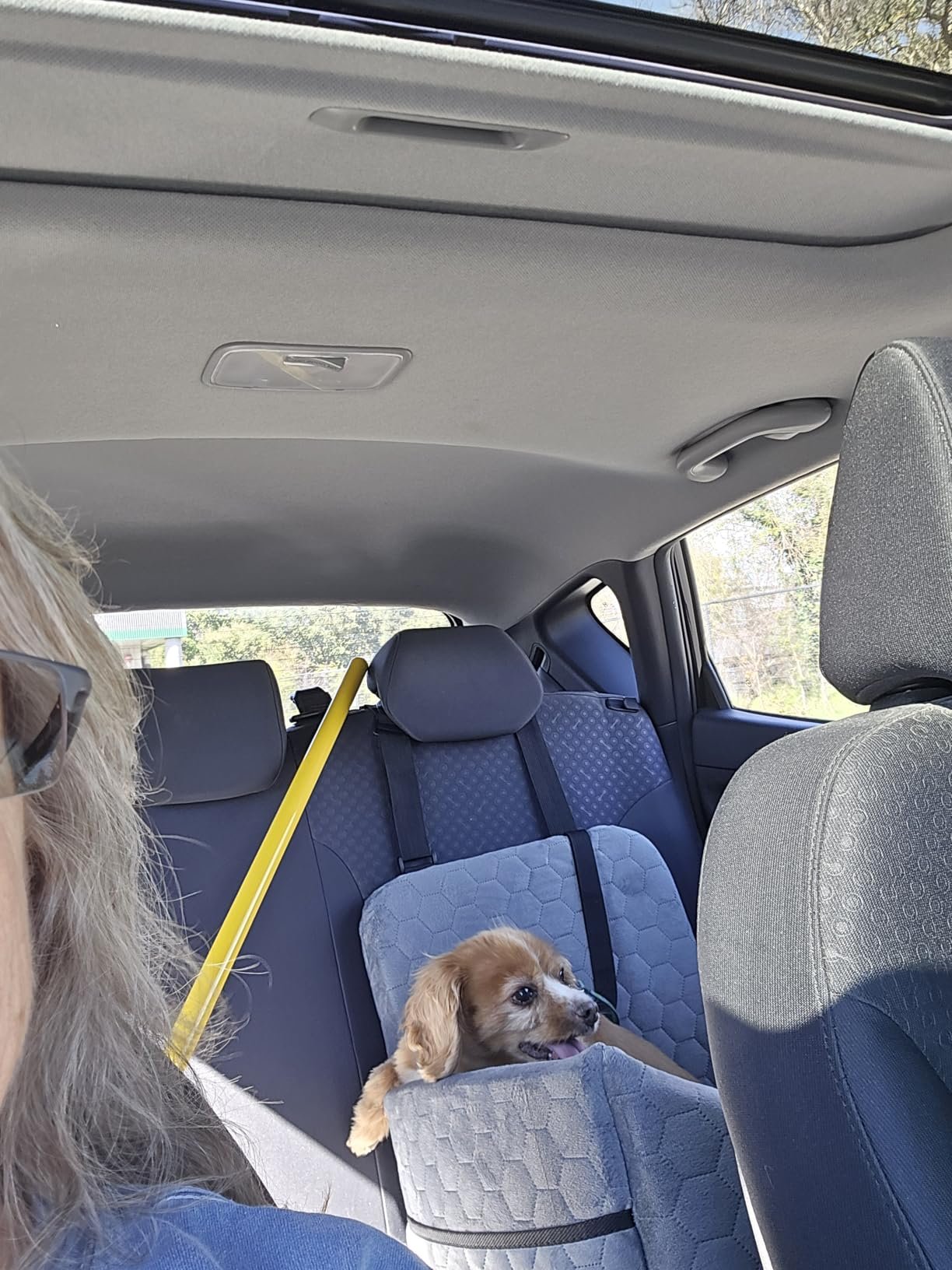 Dog enjoying the PETSFIT booster seat on a car ride