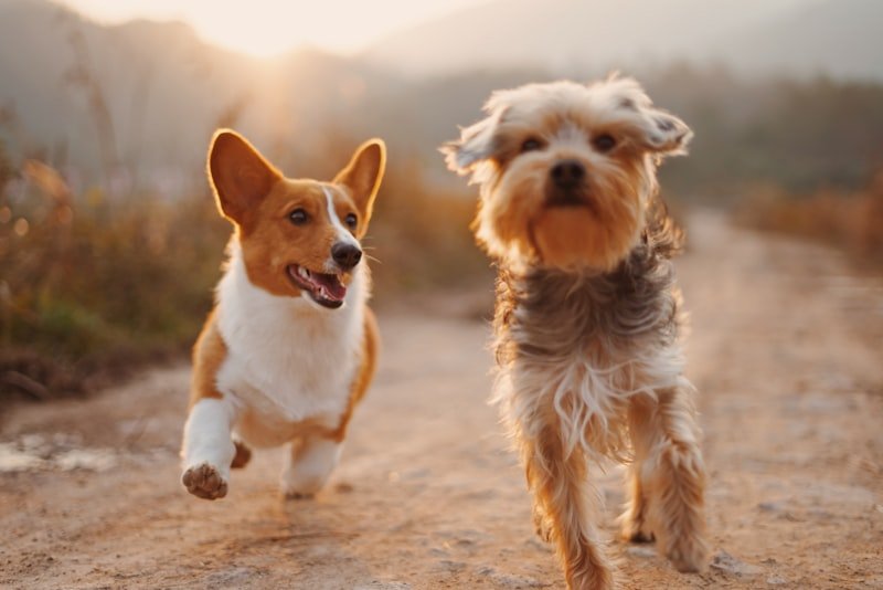 Dogs running free outdoors