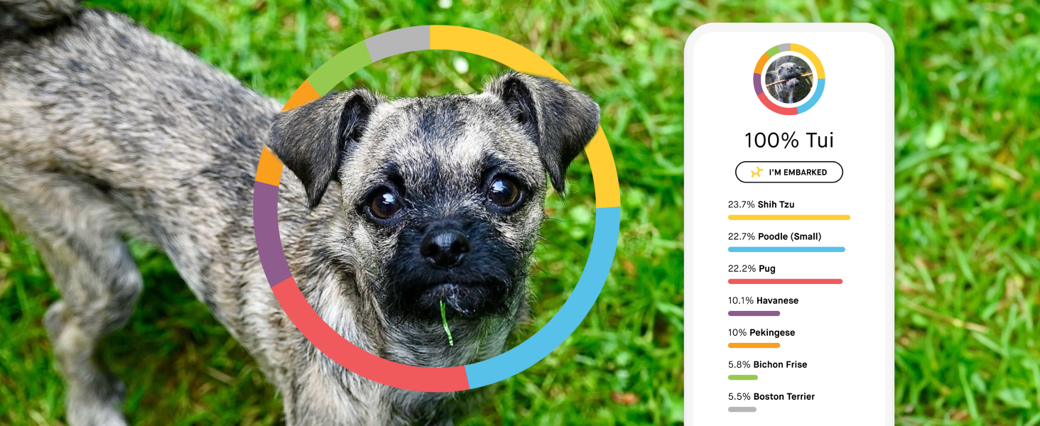Embark DNA test showing breed identification breakdown on phone