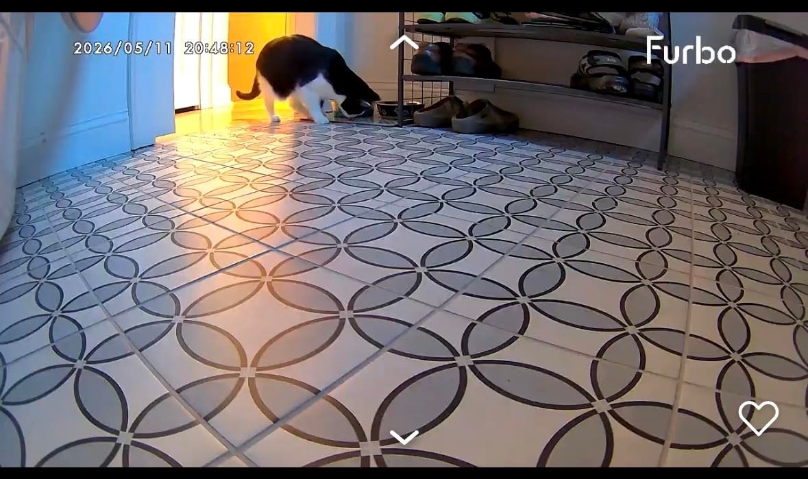Furbo 360 Dog Camera in use with a dog