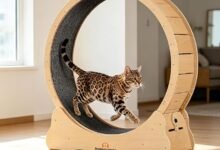 I Bought a Giant Hamster Wheel for My Cat and She Actually Uses It — Homegroove Cat Exercise Wheel Review-TrailMapz