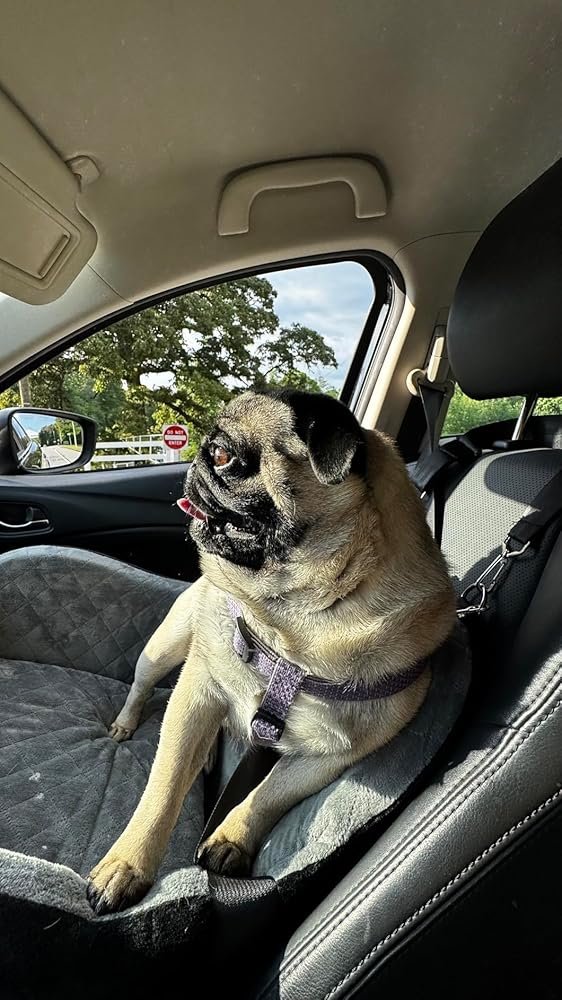 Dog sitting in Lealchum booster car seat - real customer photo
