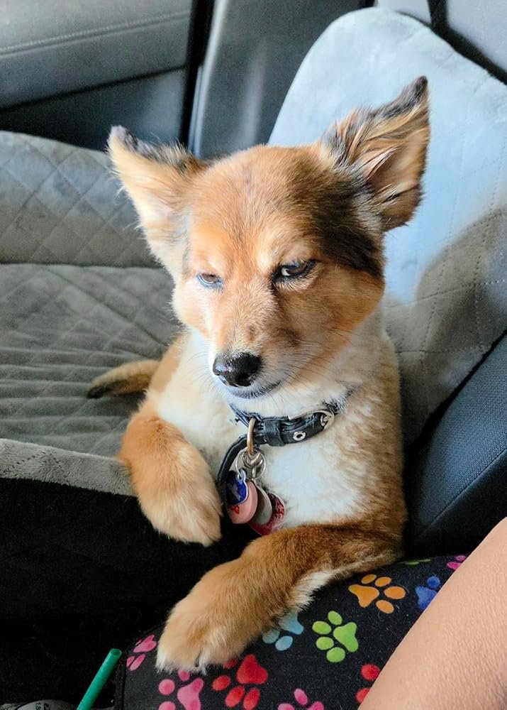 Dog enjoying the Lealchum car booster seat on a drive