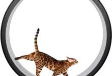 Your Cat Needs a Treadmill — And I Can Prove It-TrailMapz