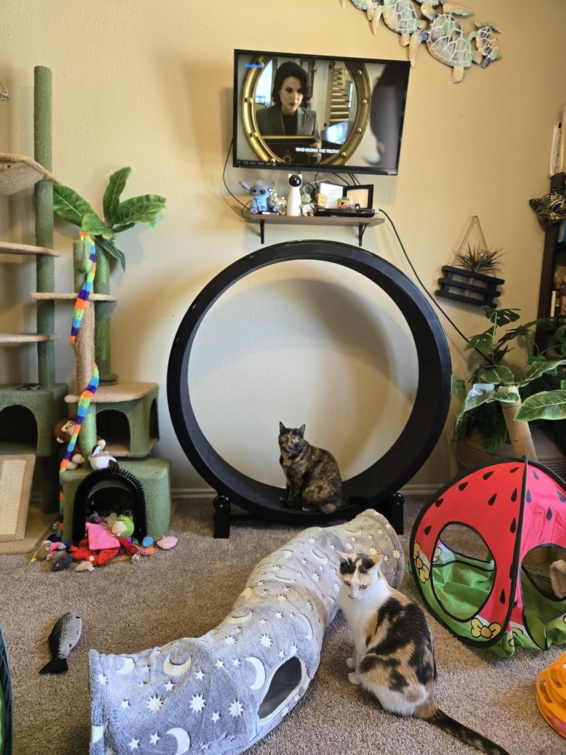 Cat using the One Fast Cat exercise wheel in a real home