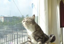 I Stuck a Bed to My Window and My Cat Never Spoke to Me Again (in a Good Way)-TrailMapz