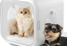 I Put My Cat in a Drying Box After Her Bath and It Changed Everything-TrailMapz