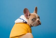 Why Your Cat is Secretly Judging You for Not Having a Water Fountain-TrailMapz