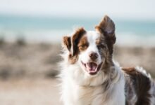 I Spread Peanut Butter on a Mat and Now My Dog Loves Bath Time-TrailMapz