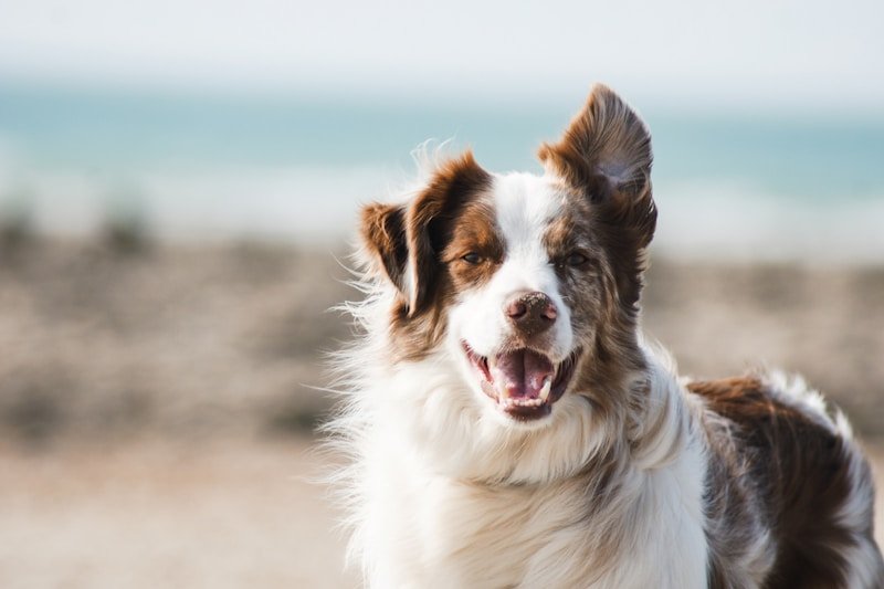 Golden retriever dog portrait