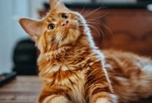 I Put My Cat in a Space Bubble and Now We Go Everywhere Together-TrailMapz