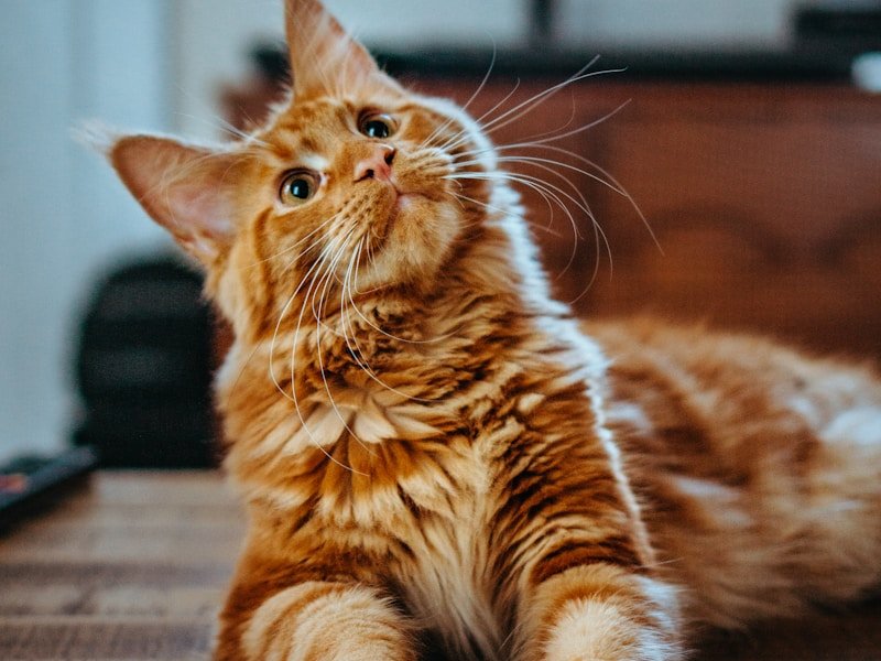 curious cat ready for adventure
