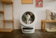 The $700 Cat Toilet That Actually Changed My Life-TrailMapz