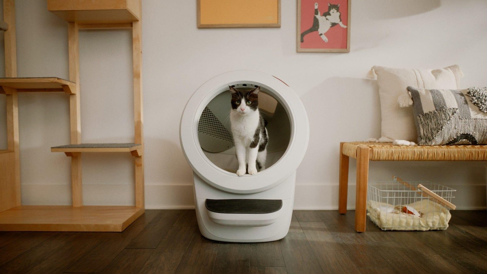 Litter Robot 4 with a black and white cat using the automatic self-cleaning litter box