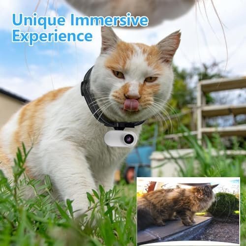 Pet collar camera on a cat - POV view