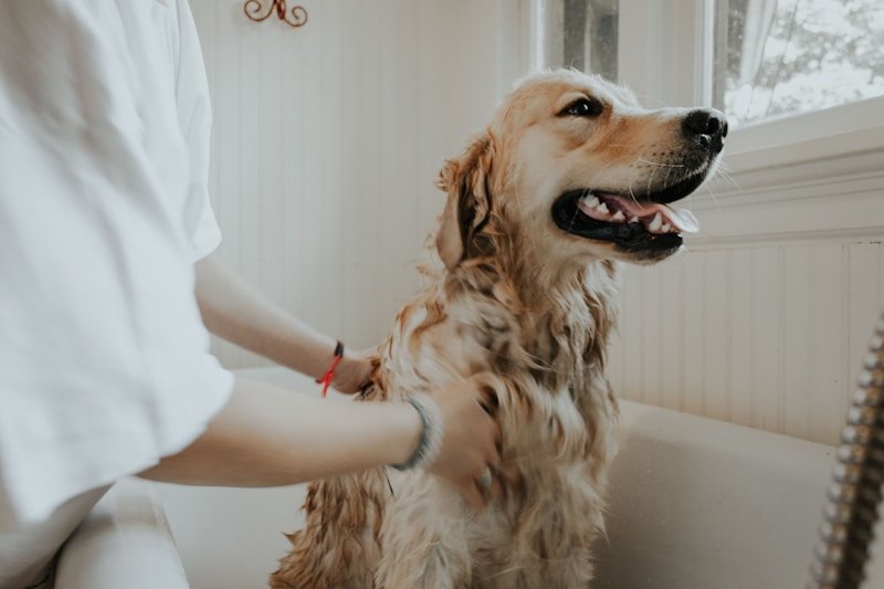 Happy pet with water fountain