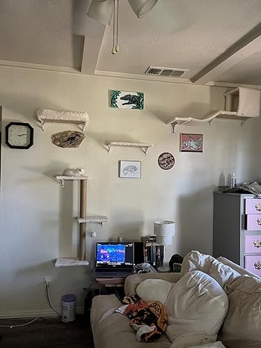 Cat perched happily on FUKUMARU wall shelves in a real customer home