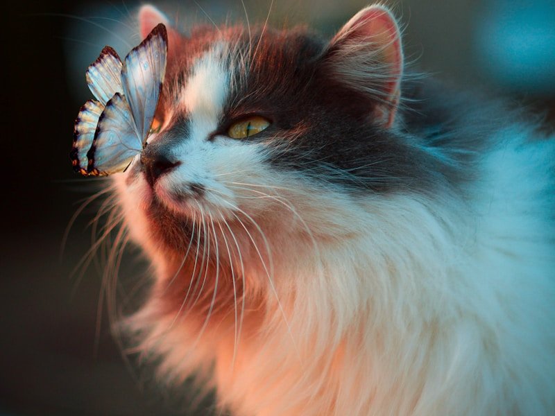 cat enjoying peaceful outdoor moment