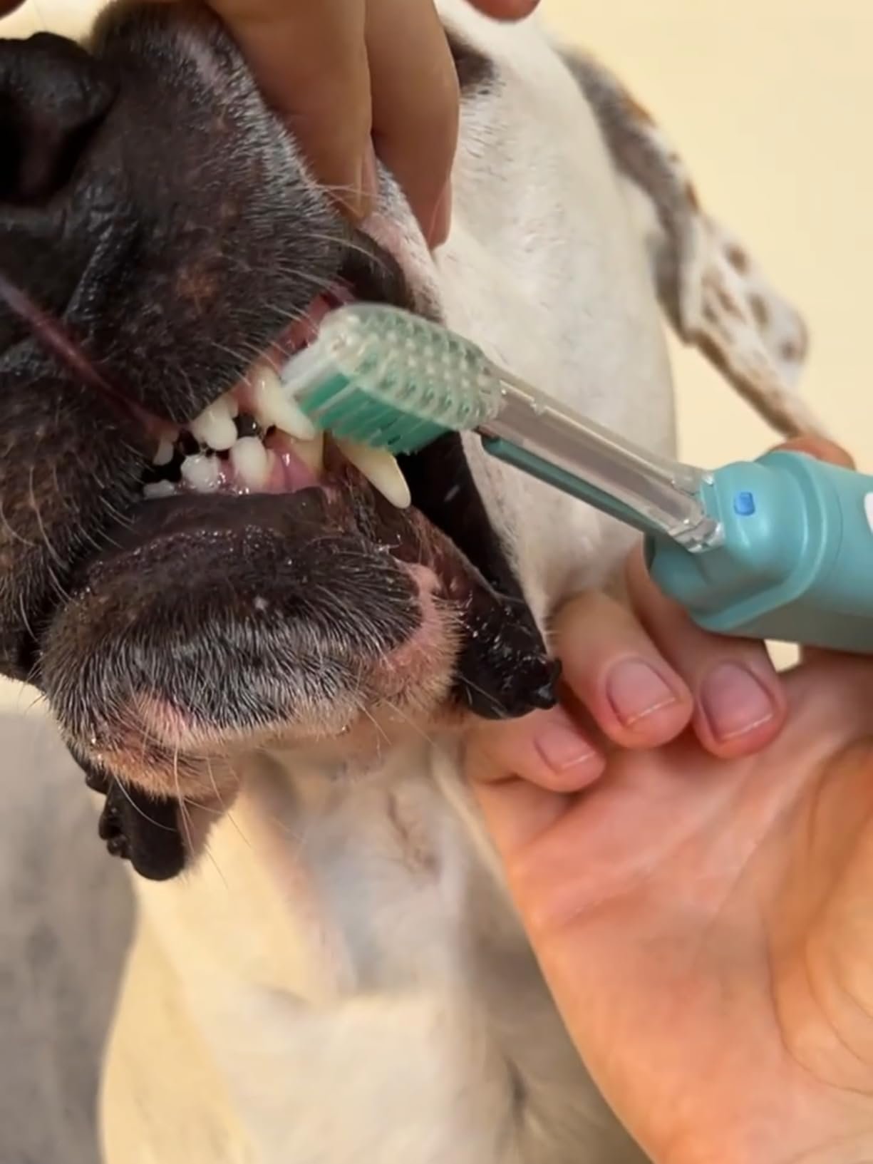 dog getting teeth brushed with petsie electrobrush